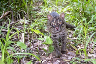 Illustration for article titled Caturday - Prionailurus bengalensis iriomotensis Edition